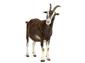 Goat