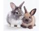 Rabbits & Hamsters etc.